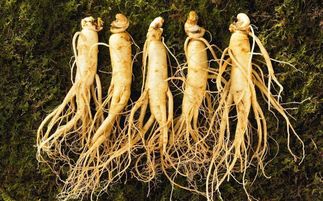 盤點(diǎn)中華九大仙草 還魂草上榜，慈禧太后長(zhǎng)壽秘訣的黑參