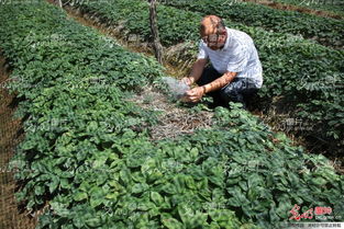 山東榮成 全國(guó)參茸產(chǎn)業(yè)專家齊聚一堂，為西洋參種植把脈問(wèn)診