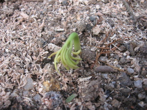 人參種植方法及注意事項(xiàng)